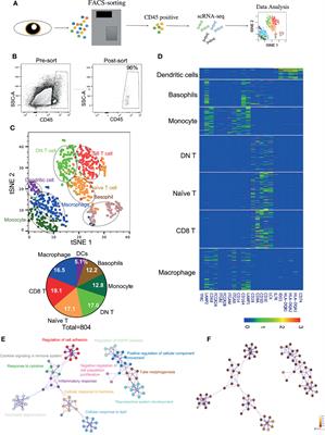 Molecular Characteristics and Distribution of Adult Human Corneal Immune Cell Types